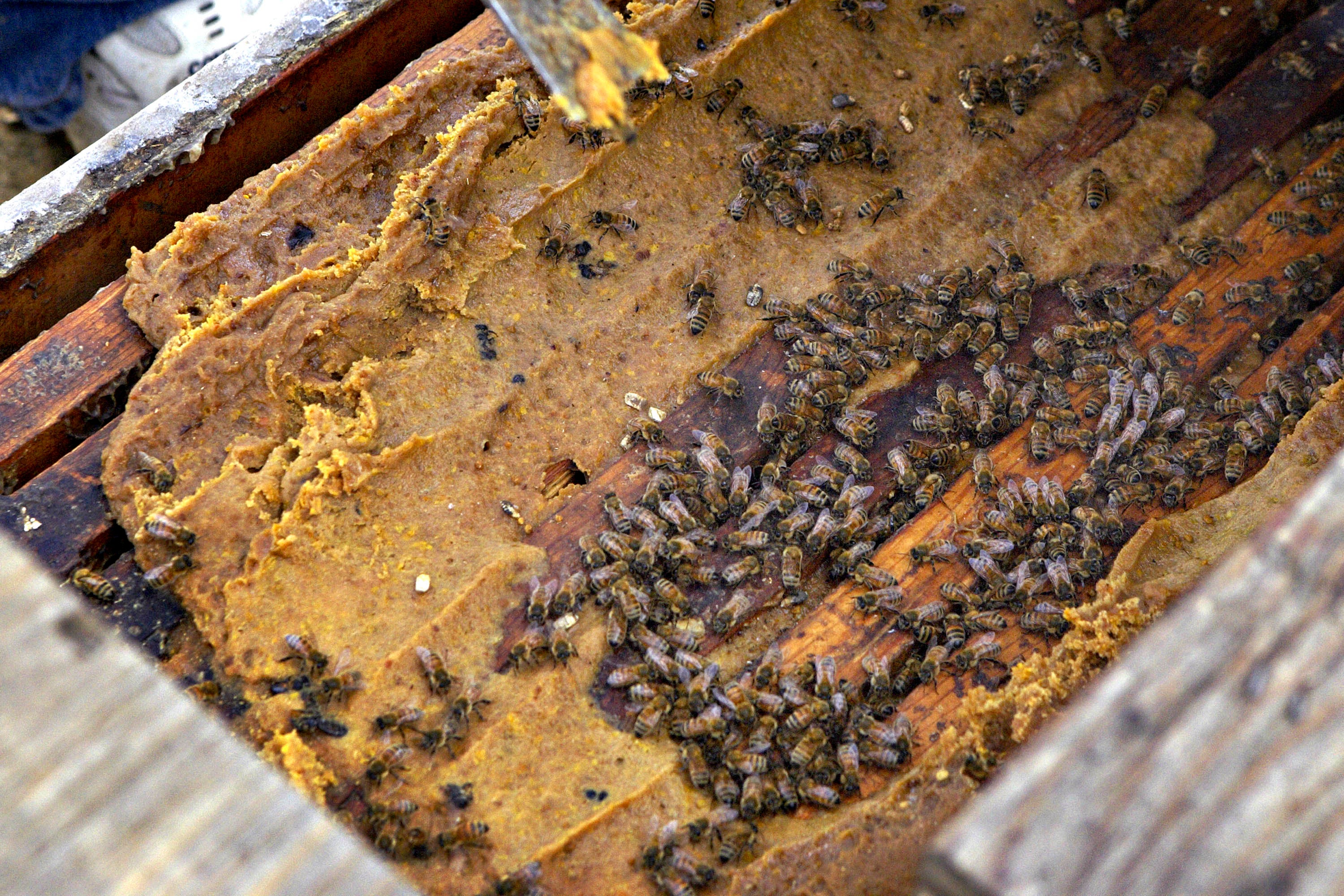 Abejas alimentándose de néctar a granel.